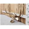 Image 2 : Main Frame 4x5 Whitetail Antlers On Skull With Unicorn Point