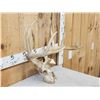 Image 3 : Main Frame 4x5 Whitetail Antlers On Skull With Unicorn Point