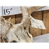 Image 4 : Main Frame 4x5 Whitetail Antlers On Skull With Unicorn Point