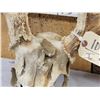 Image 5 : Main Frame 4x5 Whitetail Antlers On Skull With Unicorn Point