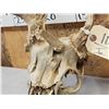 Image 6 : Main Frame 4x5 Whitetail Antlers On Skull With Unicorn Point