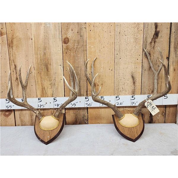 2 Sets Of Mule Deer Antlers On Plaques