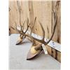 Image 3 : 2 Sets Of Mule Deer Antlers On Plaques