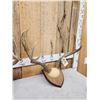 Image 4 : 2 Sets Of Mule Deer Antlers On Plaques
