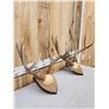 Image 5 : 2 Sets Of Mule Deer Antlers On Plaques
