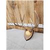 Image 6 : 2 Sets Of Mule Deer Antlers On Plaques