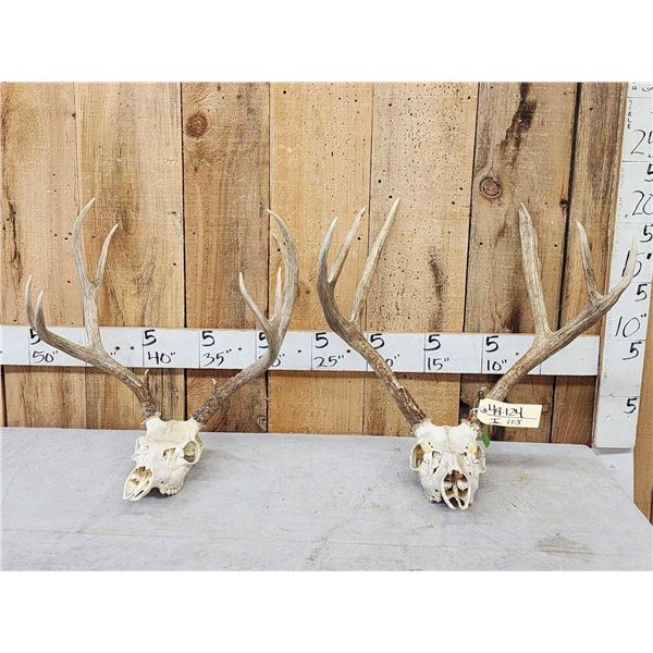 2 Sets Of Mule Deer Antlers On Skulls