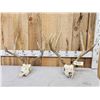 Image 1 : 2 Sets Of Mule Deer Antlers On Skulls
