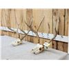 Image 2 : 2 Sets Of Mule Deer Antlers On Skulls