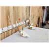 Image 3 : 2 Sets Of Mule Deer Antlers On Skulls