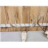 Image 4 : 2 Sets Of Mule Deer Antlers On Skulls
