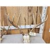 Image 5 : 2 Sets Of Mule Deer Antlers On Skulls