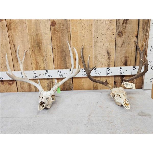 2 Sets Of Whitetail Antlers On Skull Plate