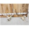 Image 1 : 2 Sets Of Whitetail Antlers On Skull Plate