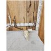 Image 2 : 2 Sets Of Whitetail Antlers On Skull Plate