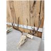 Image 3 : 2 Sets Of Whitetail Antlers On Skull Plate