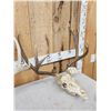 Image 4 : 2 Sets Of Whitetail Antlers On Skull Plate