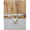 Image 5 : 2 Sets Of Whitetail Antlers On Skull Plate