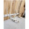 Image 7 : 2 Sets Of Whitetail Antlers On Skull Plate
