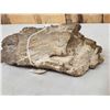 Image 4 : 20.8 Lbs Chunk Of Petrified Wood Fossilized Fossil