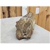 Image 5 : 20.8 Lbs Chunk Of Petrified Wood Fossilized Fossil