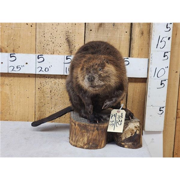 Juvenile Beaver Full Body Taxidermy Mount