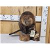 Image 1 : Juvenile Beaver Full Body Taxidermy Mount