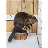 Image 2 : Juvenile Beaver Full Body Taxidermy Mount