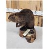 Image 3 : Juvenile Beaver Full Body Taxidermy Mount