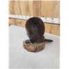 Image 4 : Juvenile Beaver Full Body Taxidermy Mount