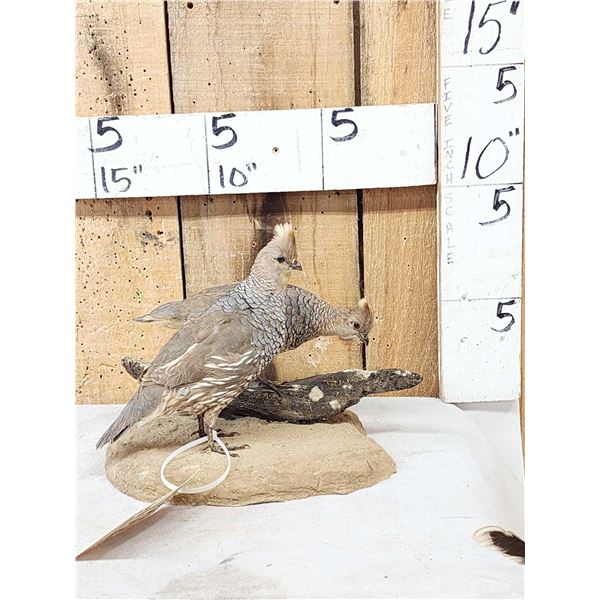 Pair Of Scaled Blue Quail Full Body Bird Taxidermy