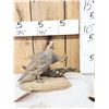 Image 1 : Pair Of Scaled Blue Quail Full Body Bird Taxidermy