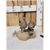 Image 2 : Pair Of Scaled Blue Quail Full Body Bird Taxidermy