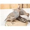 Image 3 : Pair Of Scaled Blue Quail Full Body Bird Taxidermy