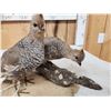Image 4 : Pair Of Scaled Blue Quail Full Body Bird Taxidermy