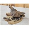 Image 5 : Pair Of Scaled Blue Quail Full Body Bird Taxidermy
