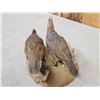 Image 6 : Pair Of Scaled Blue Quail Full Body Bird Taxidermy