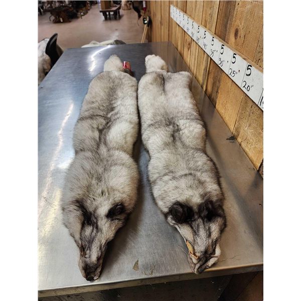 2 Blue Ranch Fox Soft Tanned Furs Taxidermy