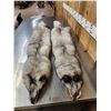 Image 1 : 2 Blue Ranch Fox Soft Tanned Furs Taxidermy