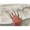 Image 3 : 2 Blue Ranch Fox Soft Tanned Furs Taxidermy