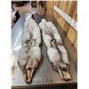 Image 4 : 2 Blue Ranch Fox Soft Tanned Furs Taxidermy