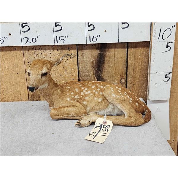 Whitetail Fawn Full Body Taxidermy Mount