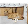 Image 1 : Whitetail Fawn Full Body Taxidermy Mount