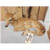 Image 2 : Whitetail Fawn Full Body Taxidermy Mount