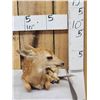 Image 3 : Whitetail Fawn Full Body Taxidermy Mount