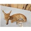 Image 4 : Whitetail Fawn Full Body Taxidermy Mount