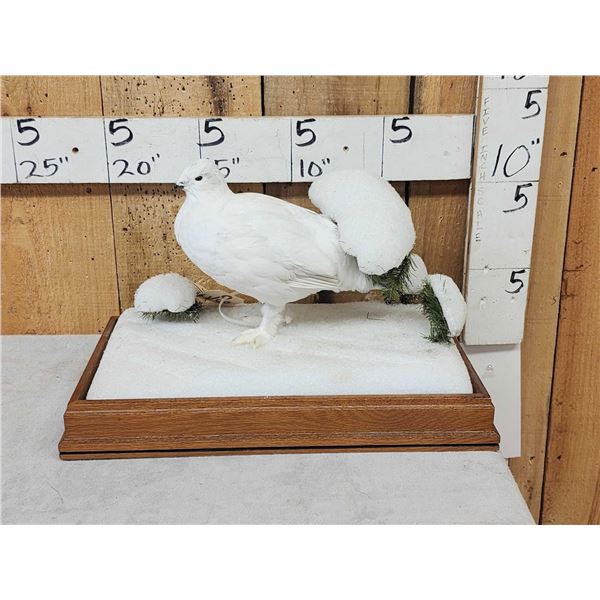 Ptarmigan In Winter Scene Bird Taxidermy