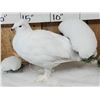 Image 2 : Ptarmigan In Winter Scene Bird Taxidermy