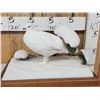 Image 3 : Ptarmigan In Winter Scene Bird Taxidermy