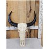 Image 1 : Carved Water Buffalo Skull Taxidermy